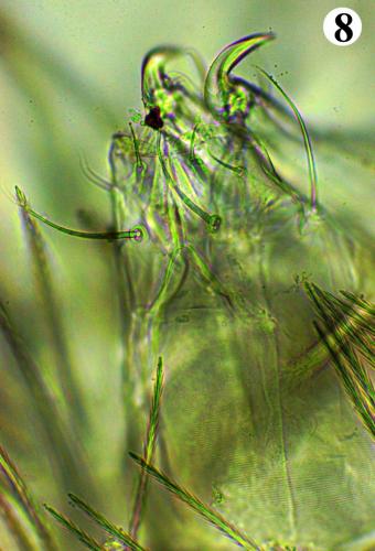 Erythracarus epigeus